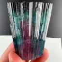 specimen video