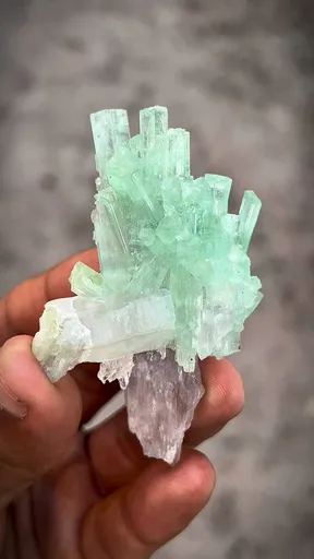 specimen video