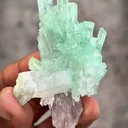 specimen video