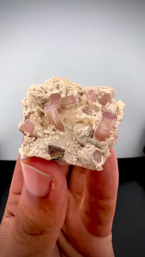 specimen video