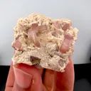 specimen video
