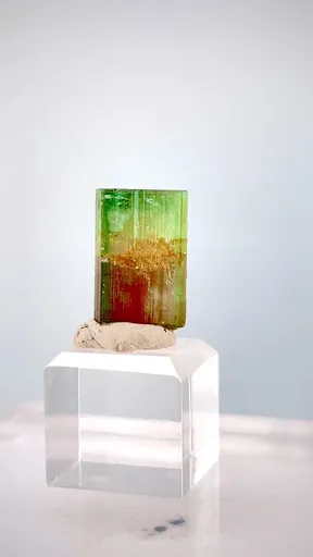 specimen video