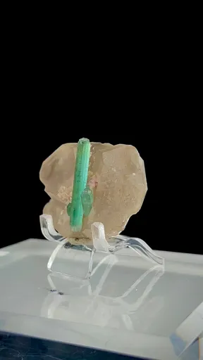 specimen video