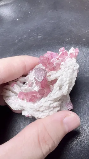 specimen video