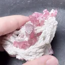 specimen video