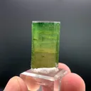 specimen video