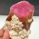 specimen video
