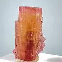 specimen video