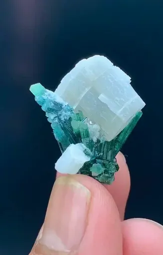 specimen video