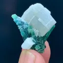 specimen video