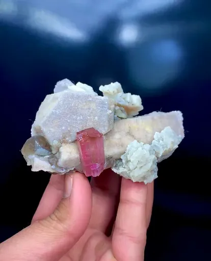 specimen video
