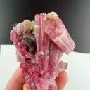 specimen video