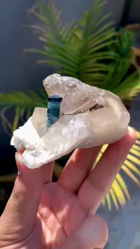 specimen video