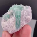 specimen video