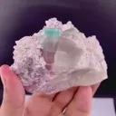 specimen video