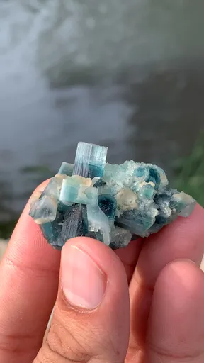 specimen video