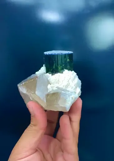 specimen video