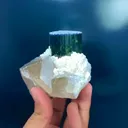specimen video