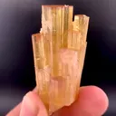 specimen video