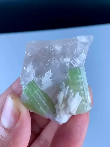 specimen video