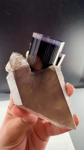 specimen video