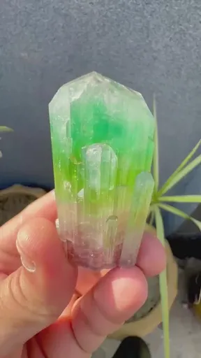 specimen video