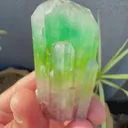 specimen video