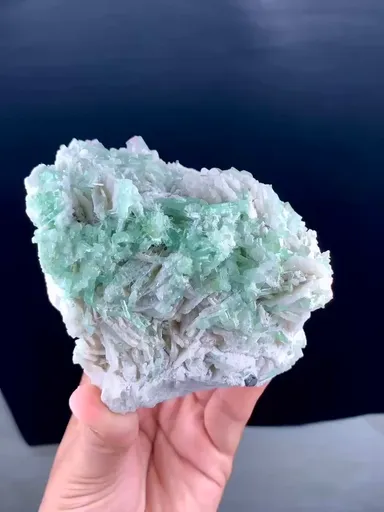 specimen video