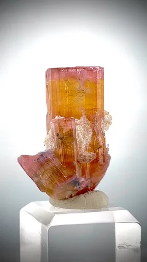 specimen video