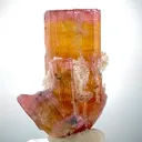 specimen video
