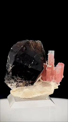 specimen video