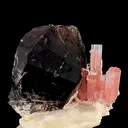 specimen video