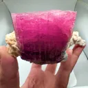 specimen video