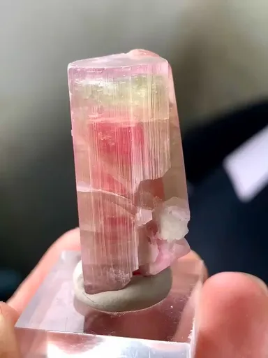 specimen video