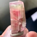 specimen video