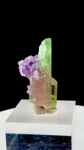 specimen video