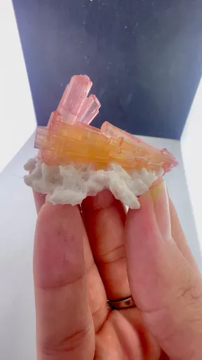 specimen video