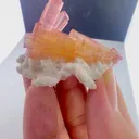 specimen video