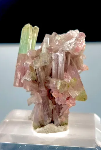 specimen video