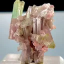 specimen video