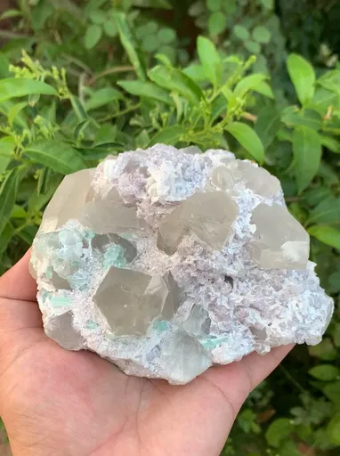 specimen video