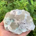 specimen video