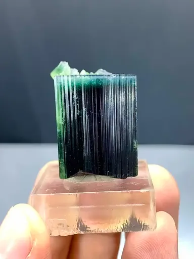 specimen video