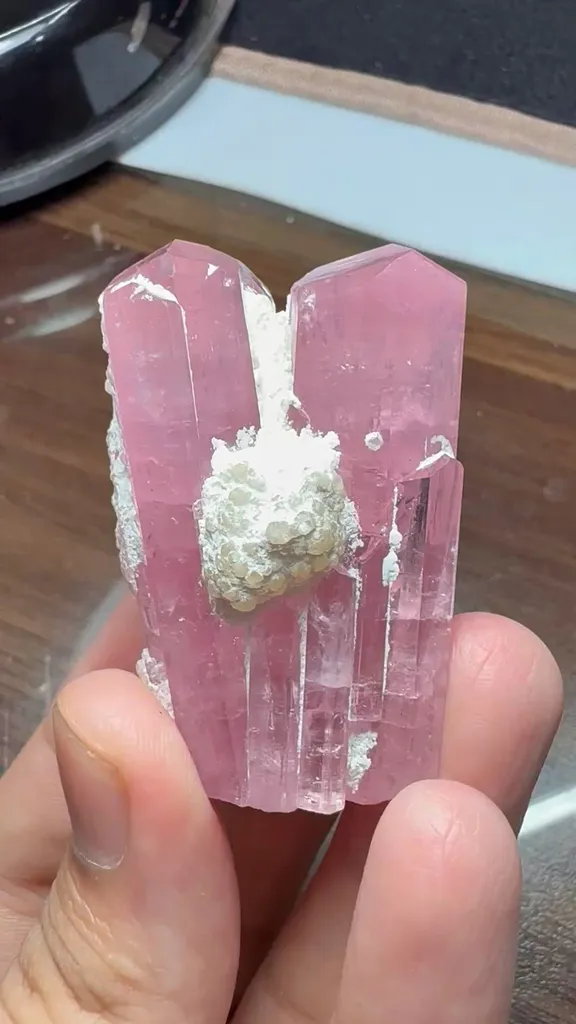 specimen video