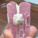 specimen video
