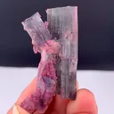 specimen video