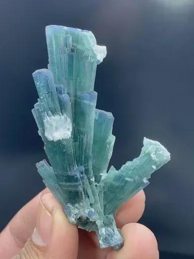 specimen video