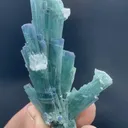 specimen video