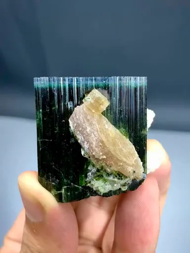 specimen video