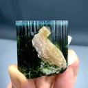 specimen video
